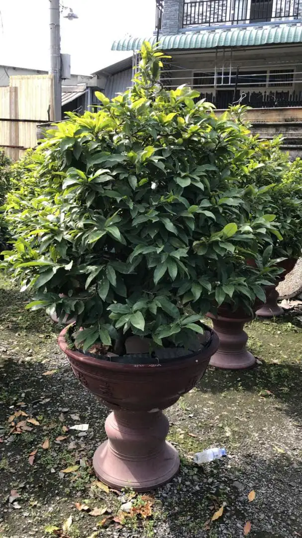 Vườn Mai Bonsai-Cổ Thụ Hà Ba Trận