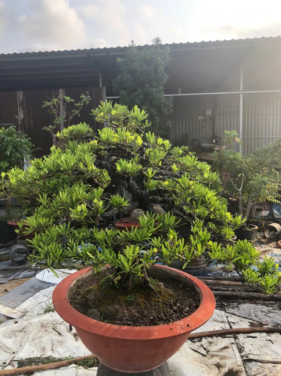 HBT – ẢNH MẪU 31