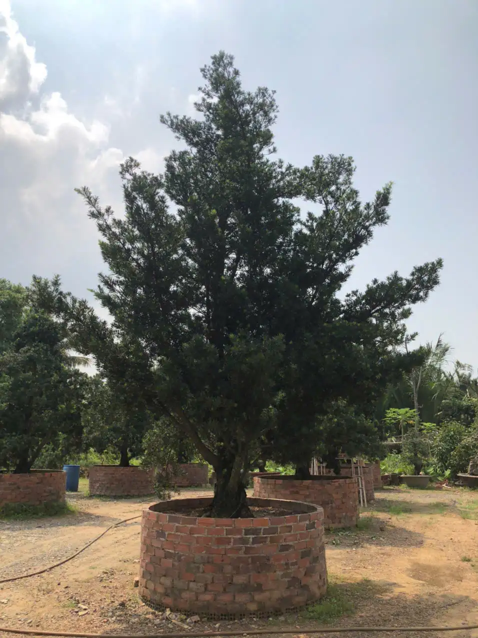 HBT – ẢNH MẪU 37