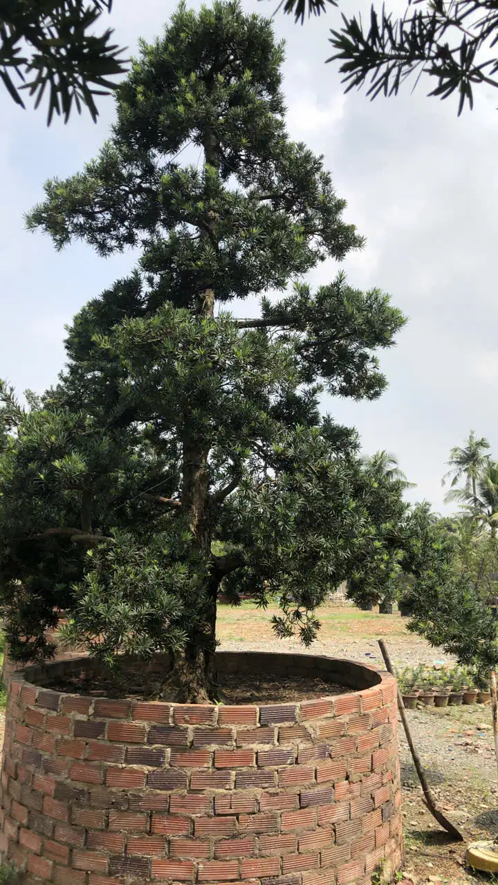 HBT – ẢNH MẪU 40