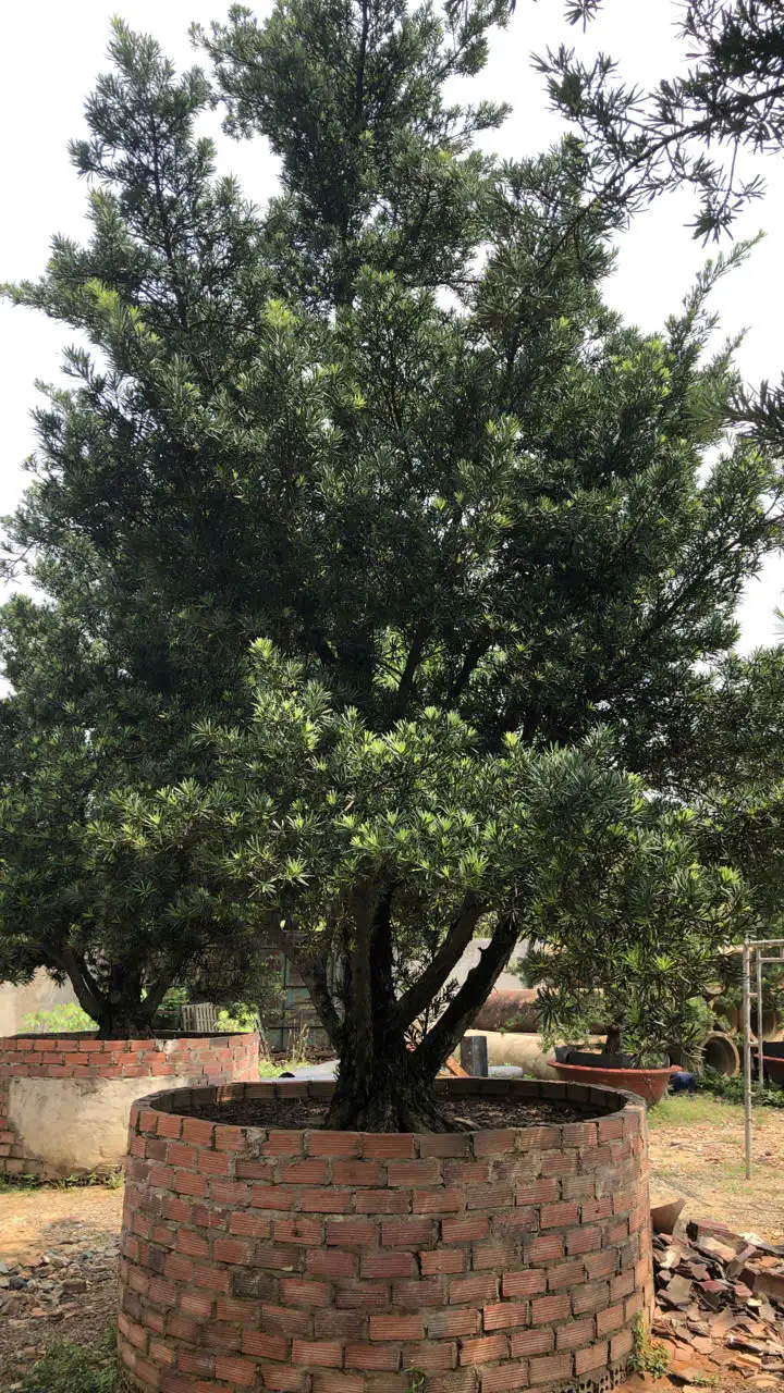 HBT – ẢNH MẪU 41