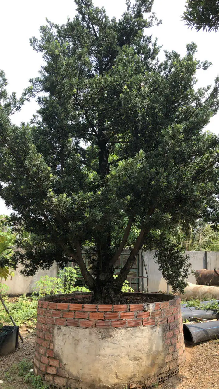 HBT – ẢNH MẪU 42