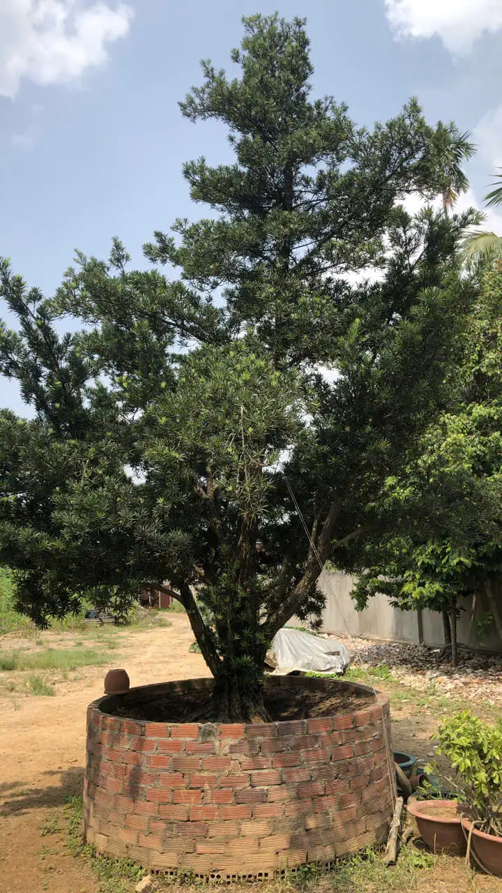 HBT – ẢNH MẪU 43