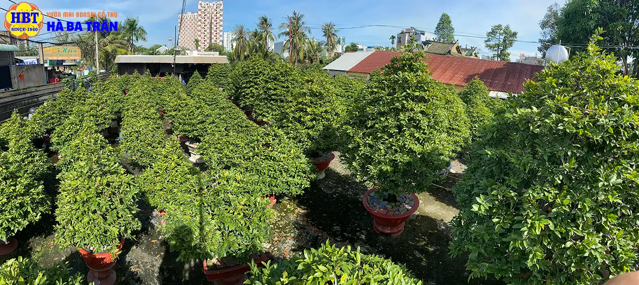 Vườn Mai Bonsai-Cổ Thụ Hà Ba Trận